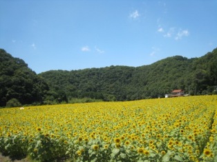 満開! himawari_001