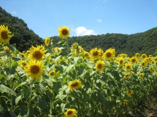 ひまわりに囲まれて☆ himawari_004