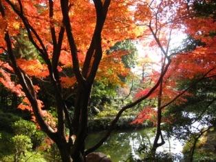紅葉! shukkeien-auturm_001