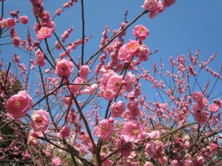 梅! shukkeien-spring_001