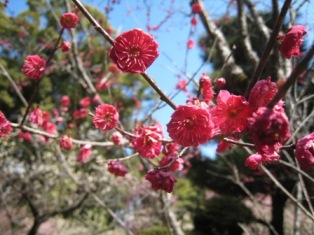 綺麗に咲いてました☆ shukkeien-spring_002