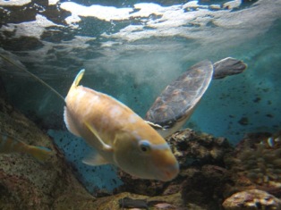 キレイな魚がいっぱい☆ yamaguchi_005