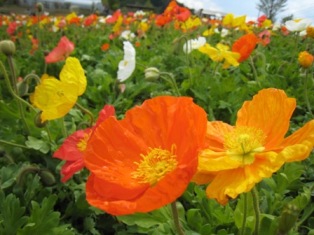 ポピー! flower_001