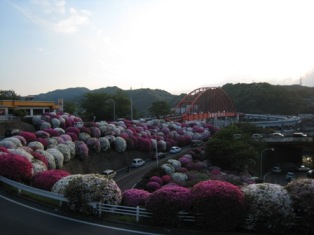 久々、音戸!見頃です☆ flower_003