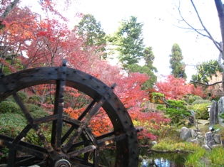 水車もまわり、最後の紅葉も。 hanbee_004