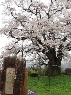 でっかかった〜☆ CherryBlossoms_002
