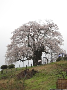 丘の上に聳え立つ! CherryBlossoms_003
