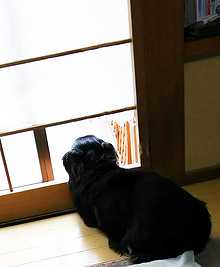 ココのお留守番姿