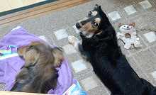 カメラ目線2ワン