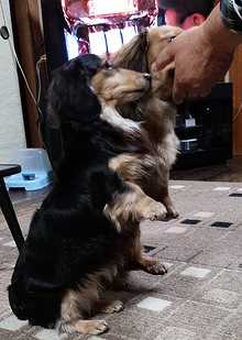 ココリクたっち