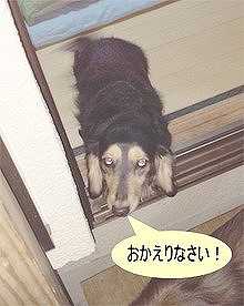 ココお帰りのポーズ