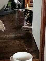 ざぶとんちょこん