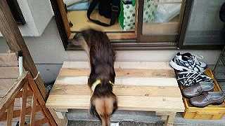 降りるりっくん