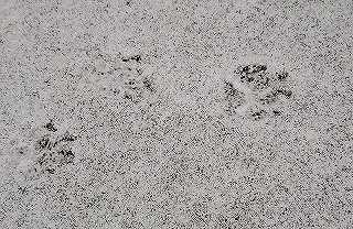 雪の足跡