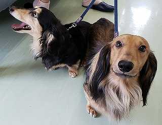 狂犬病の予防接種