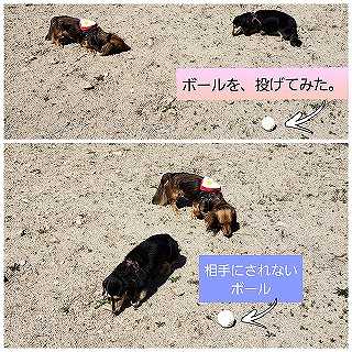 相手にされないボール