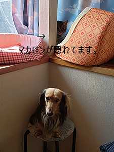 マカロン追いかけて