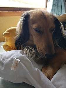 お気に入りの枕