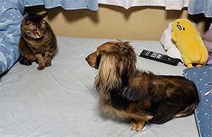 マカロンがきた