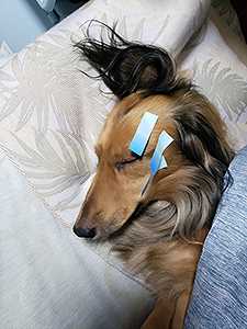 ピップエレキバン