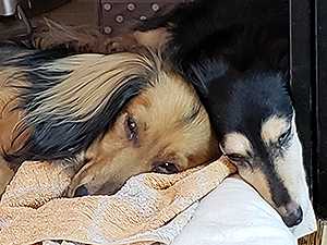 仲良くおねんね