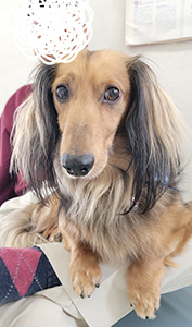 狂犬病フィラリア検査