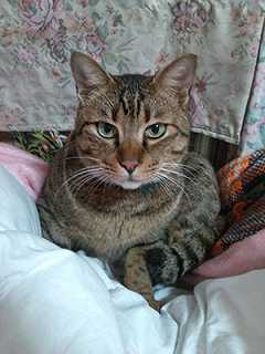 マカロンがきた