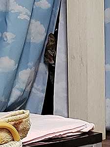 マカロンがきた