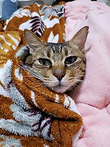 ひょっこりマカロン