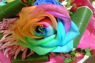 レインボーローズ